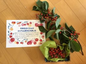 さくらんぼの収穫をしました🍒