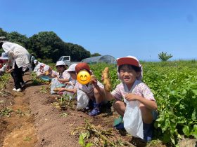 年長ジャガイモ掘り、芋苗植え🍈🍌